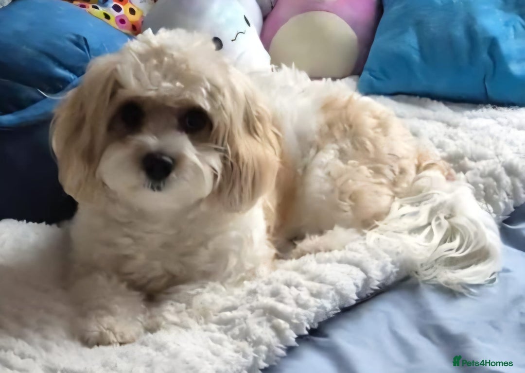 Cavachon dogs for sale: Beautiful Phantom, Sable and Red Cavapoochon Pups - Advert 2