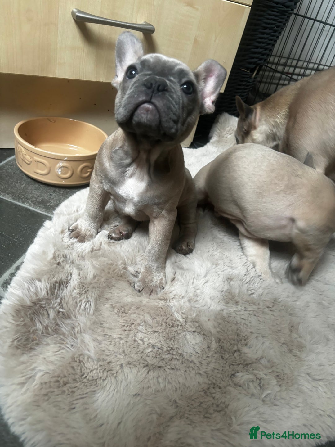 French Bulldog dogs for sale: French bulldog puppies  - Image 2