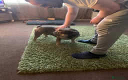 French Bulldog dogs for sale: Male french bulldog - Image 3