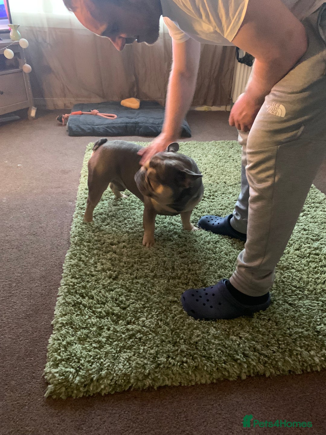 French Bulldog dogs for sale: Male french bulldog - Image 3
