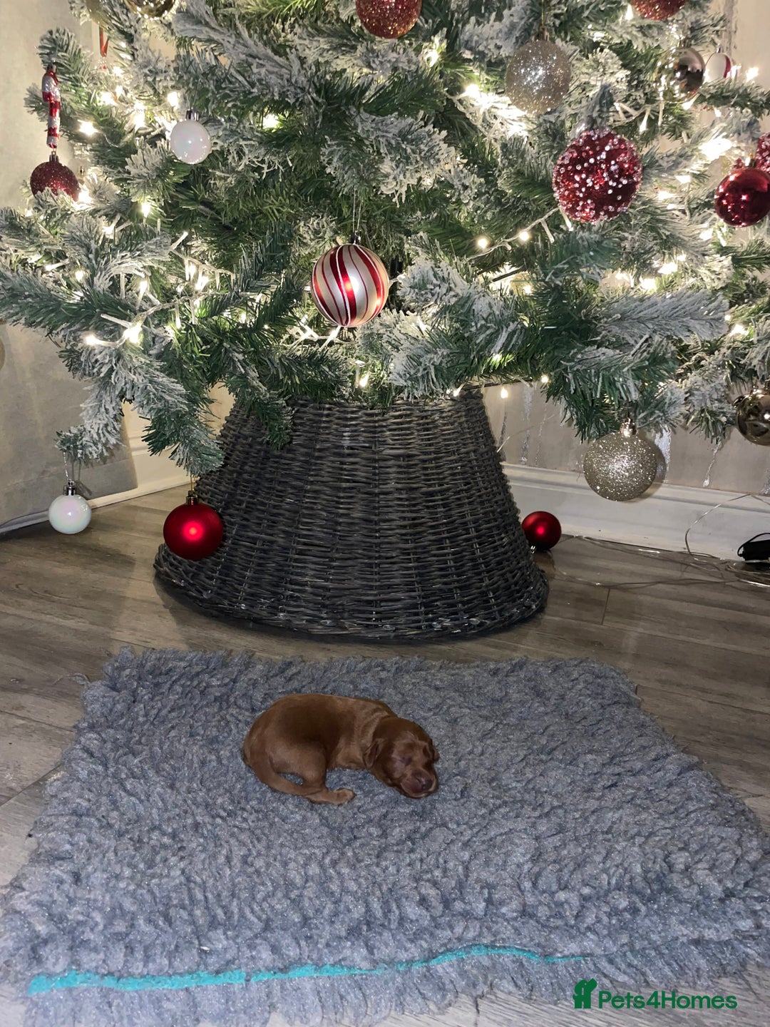 Cockapoo dogs for sale: F1 Cockapoo Puppies  - Advert 10