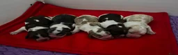 Cocker Spaniel dogs for sale: KC English Cocker Male Puppy - Advert 7