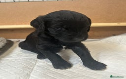 Mixed Breed dogs for sale: Gordondoodle  - Image 8