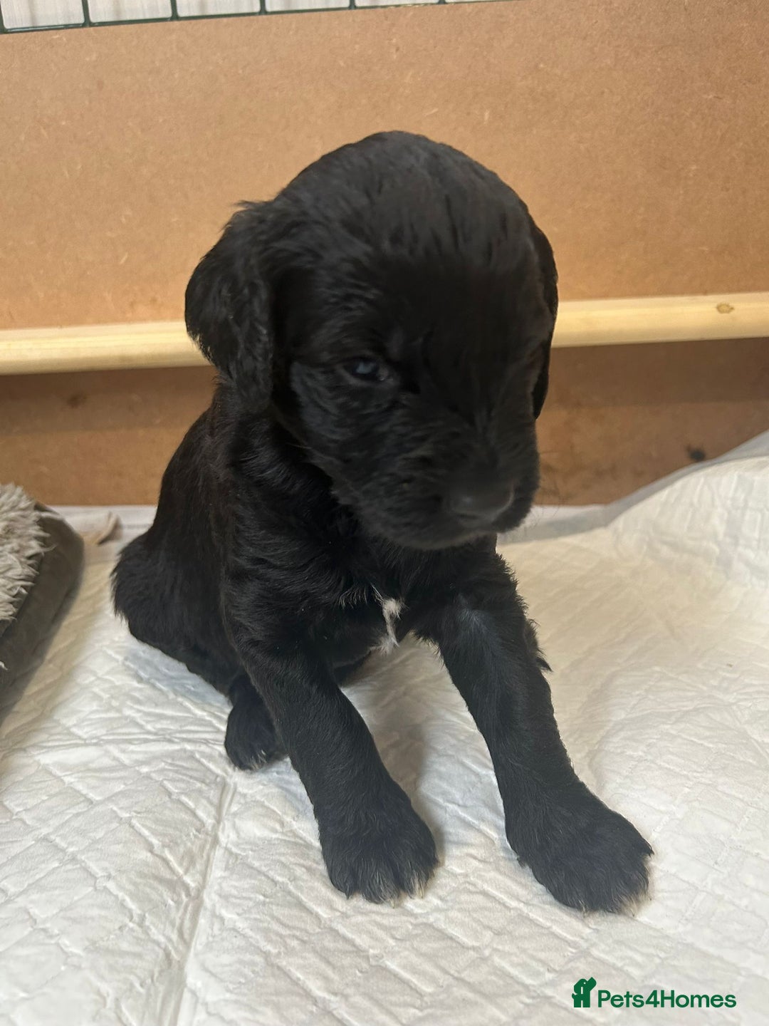 Mixed Breed dogs for sale: Gordondoodle  - Image 8