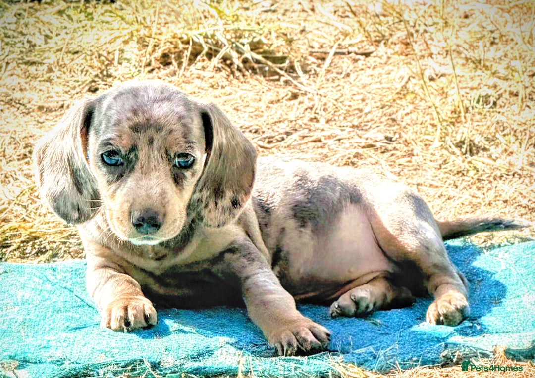 Miniature Dachshund dogs for sale: Beautiful Isabella dachshund puppies - Image 6