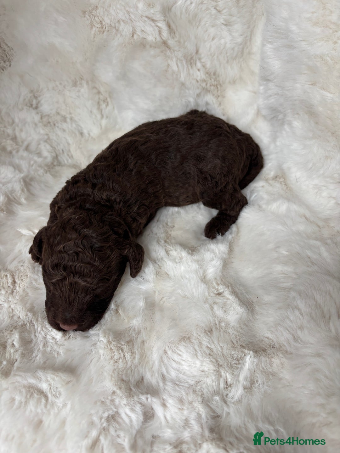Cavapoo dogs for sale: Cavapoo puppies - Image 2