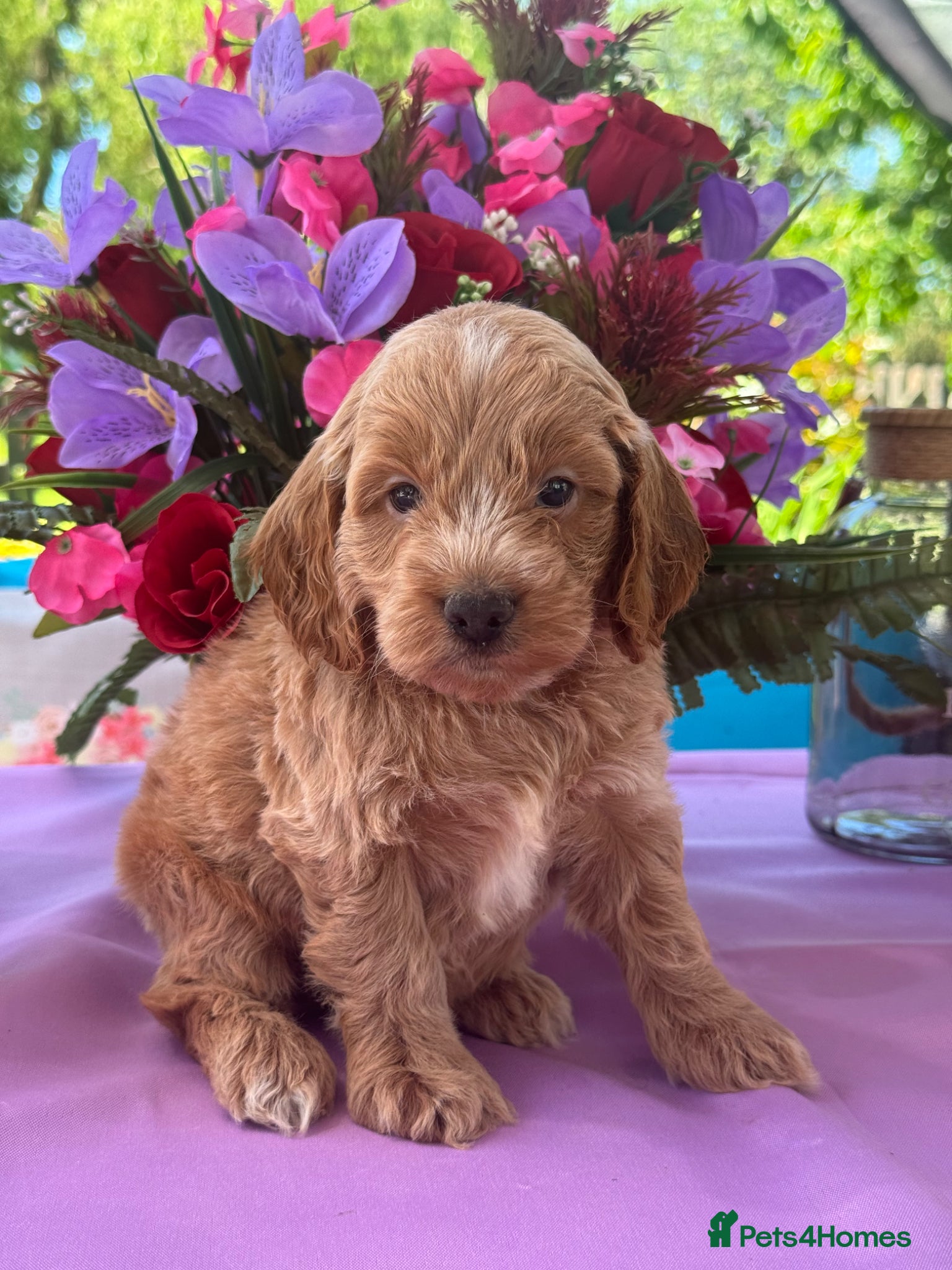 Cockapoo dogs 6 left gorgeous f1 dna tested clear cockerpoos - Advert 15
