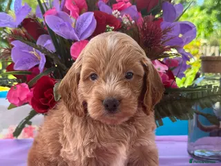 Cockapoo dogs 6 left gorgeous f1 dna tested clear cockerpoos - Advert 15