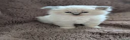 Ragdoll cats for sale: Six WK old Ragdoll kittens - Advert 16