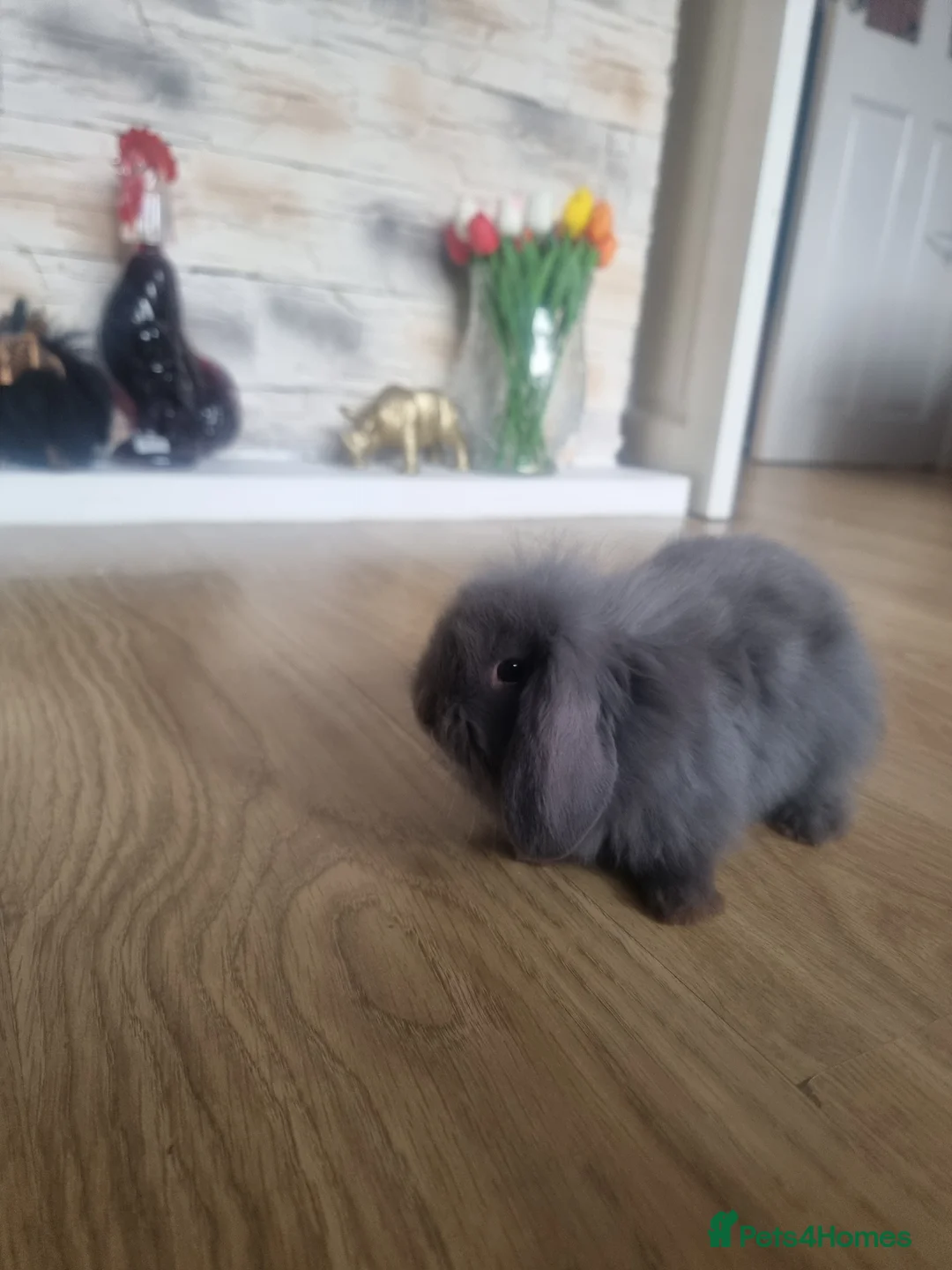 Mini Lion Lop rabbits for sale: Baby mix mini lop lion head  in Shrewsbury - Advert 2