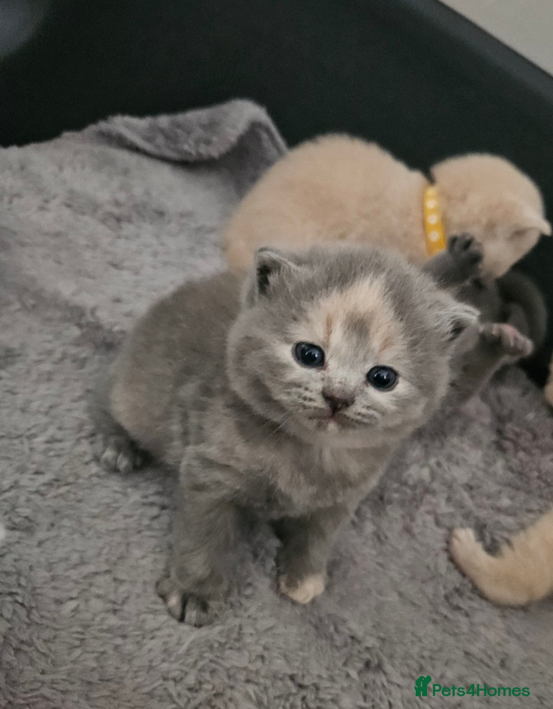 British Shorthair cats for sale: Pretty British shorthair  - Image 7