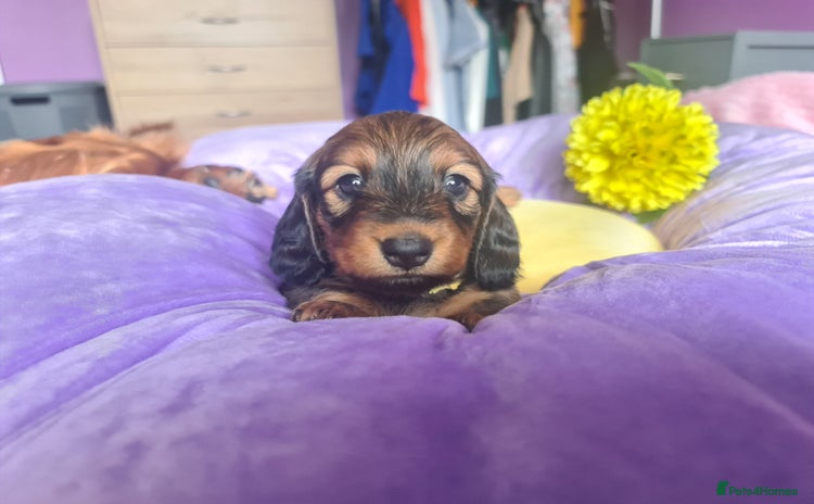 Dachshund dogs - Advert 4
