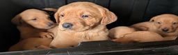 Labrador Retriever dogs for sale: Fab KC Fox Red Pups - 4* Higher Standard Breeder - Advert 16
