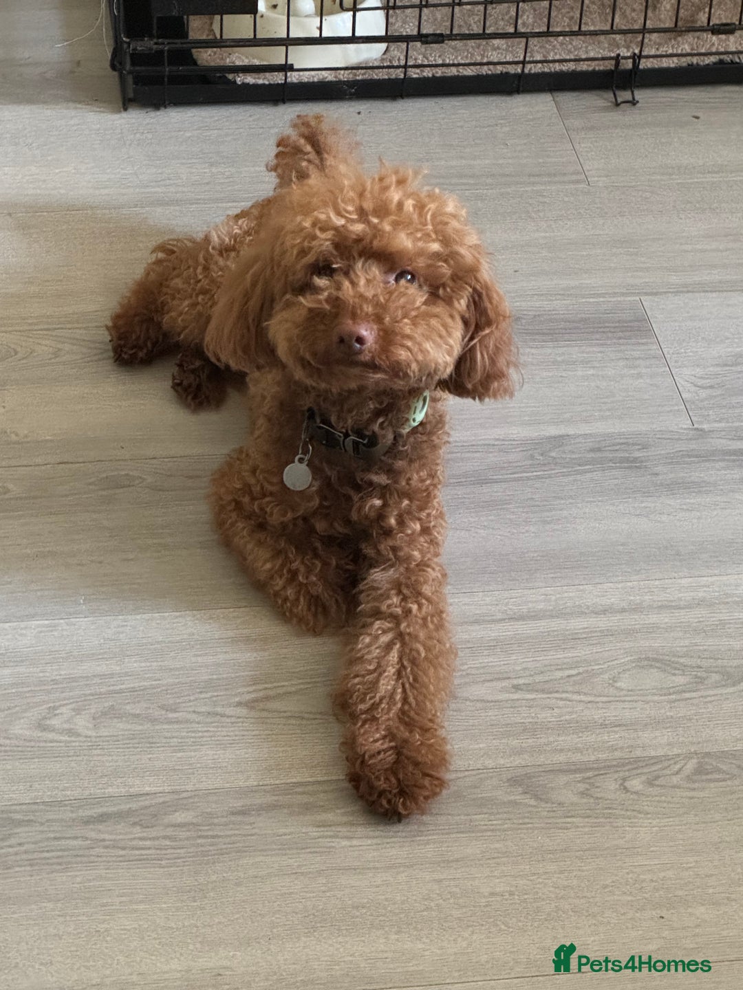 Miniature Poodle dogs for sale: Ollie needs a new home - Advert 1