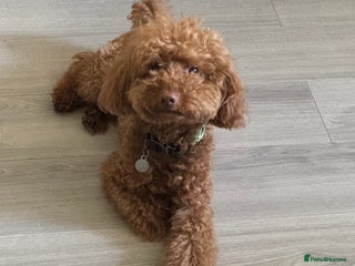 Miniature Poodle dogs Ollie needs a new home - Advert 12