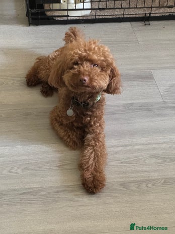 Miniature Poodle dogs Ollie needs a new home - Advert 1