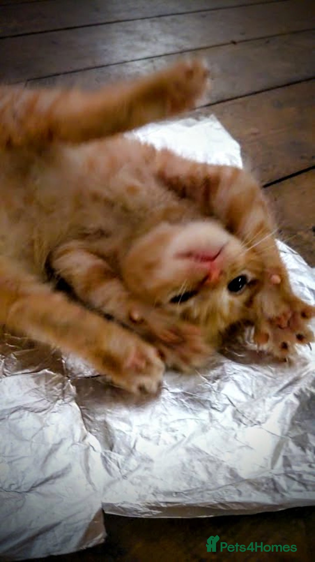 Maine Coon cats for sale: Exceptional Maine Coon x BSH Kittens Available Now - Image 8