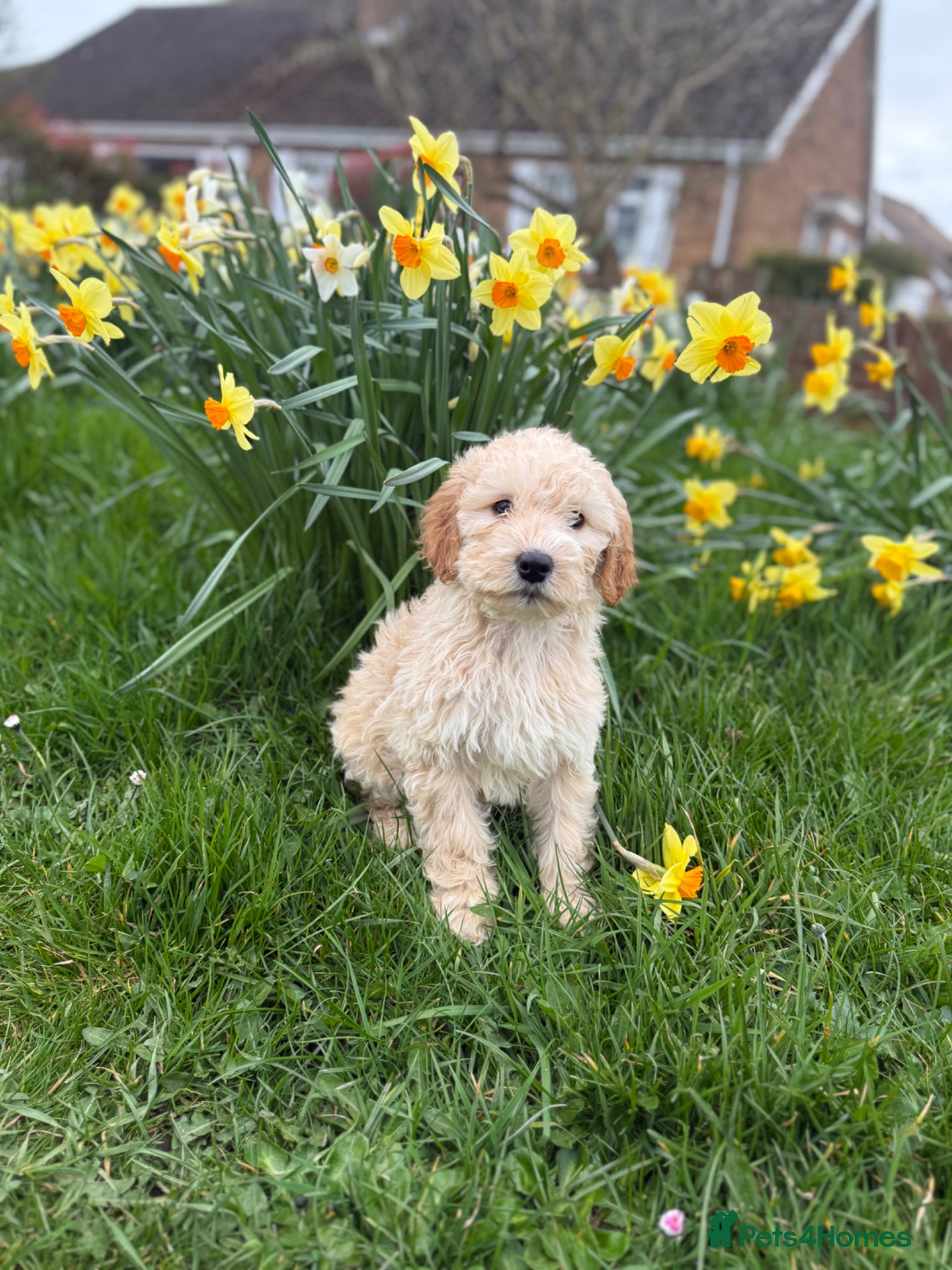 Double Doodle dogs READY NOW  Exceptional marked Double doodles pups. - Advert 2