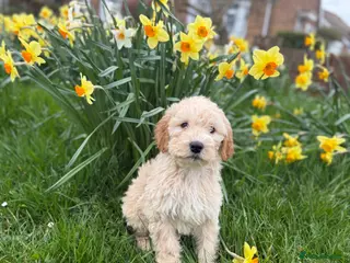 Double Doodle dogs READY NOW Exceptional marked Double doodles pups. - Advert 2