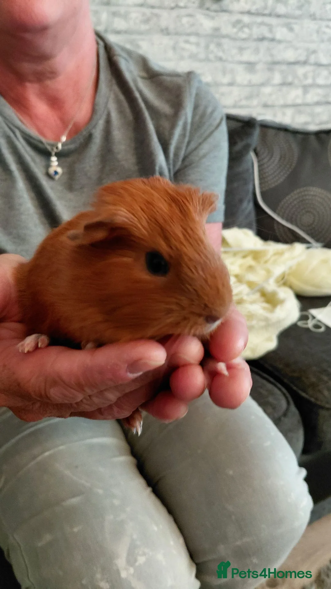 Guinea Pig rodents for sale: 2 beautiful boys ready to 25th august in Driffield - Advert 3