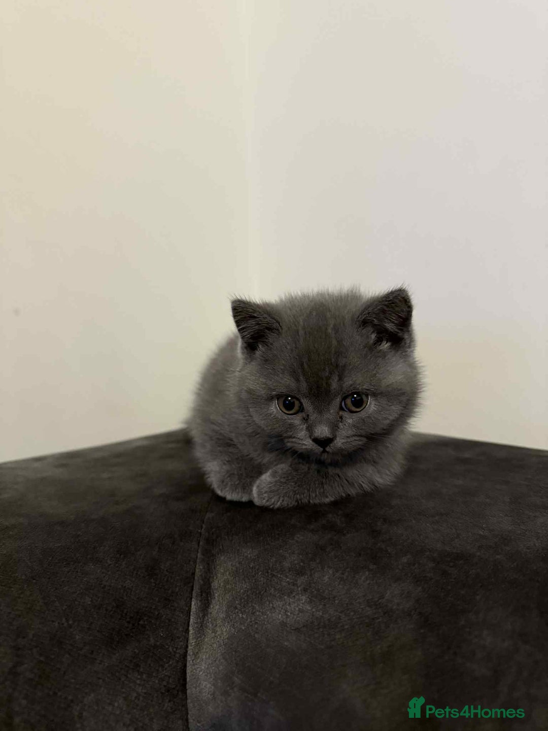 British Shorthair cats for sale: Wonderful, fluffy kittens - Advert 14