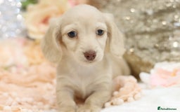 Miniature Dachshund dogs for sale: KC Registered Cream Longhair Puppies - Image 23