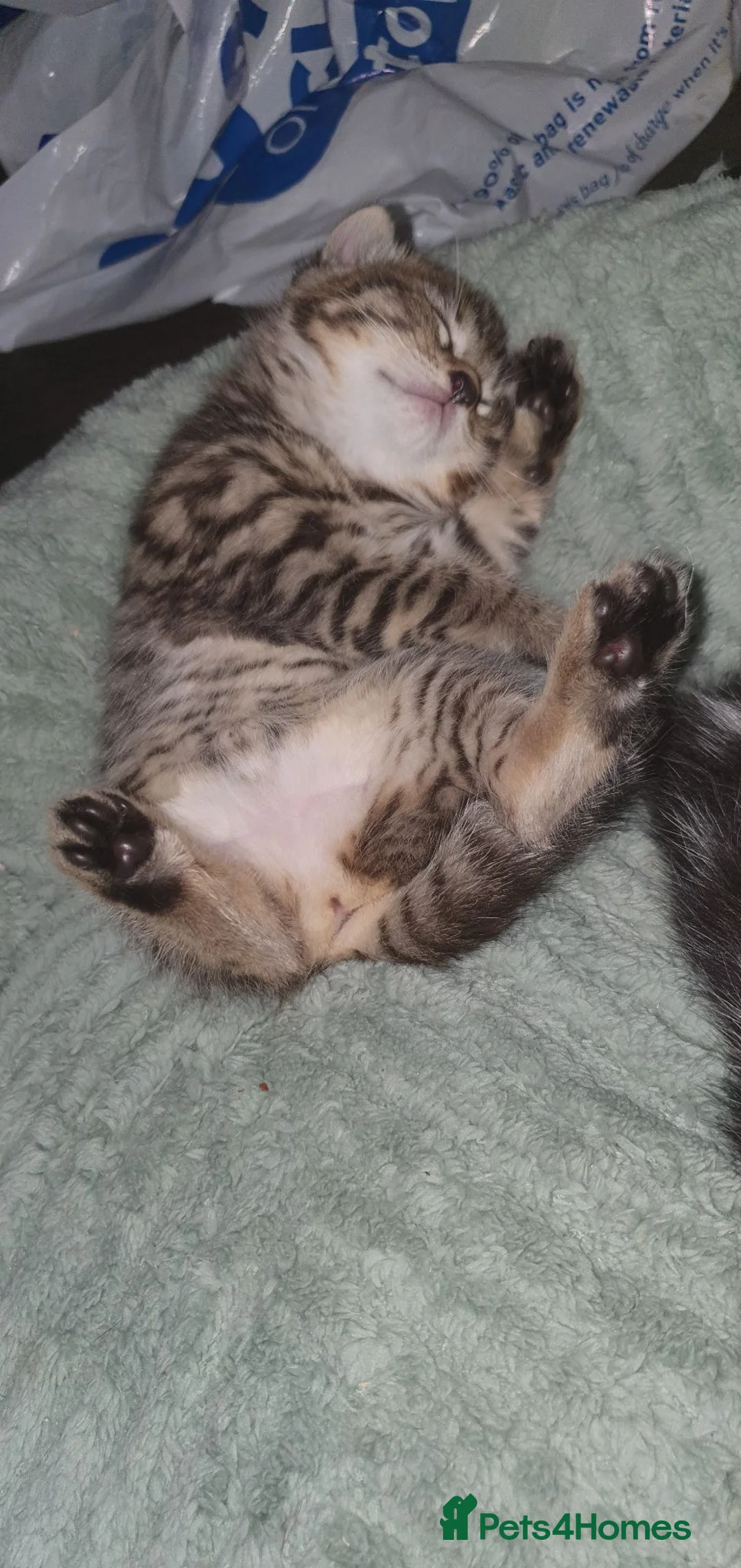 British Shorthair cats for sale: British shorthair kittens - Advert 10