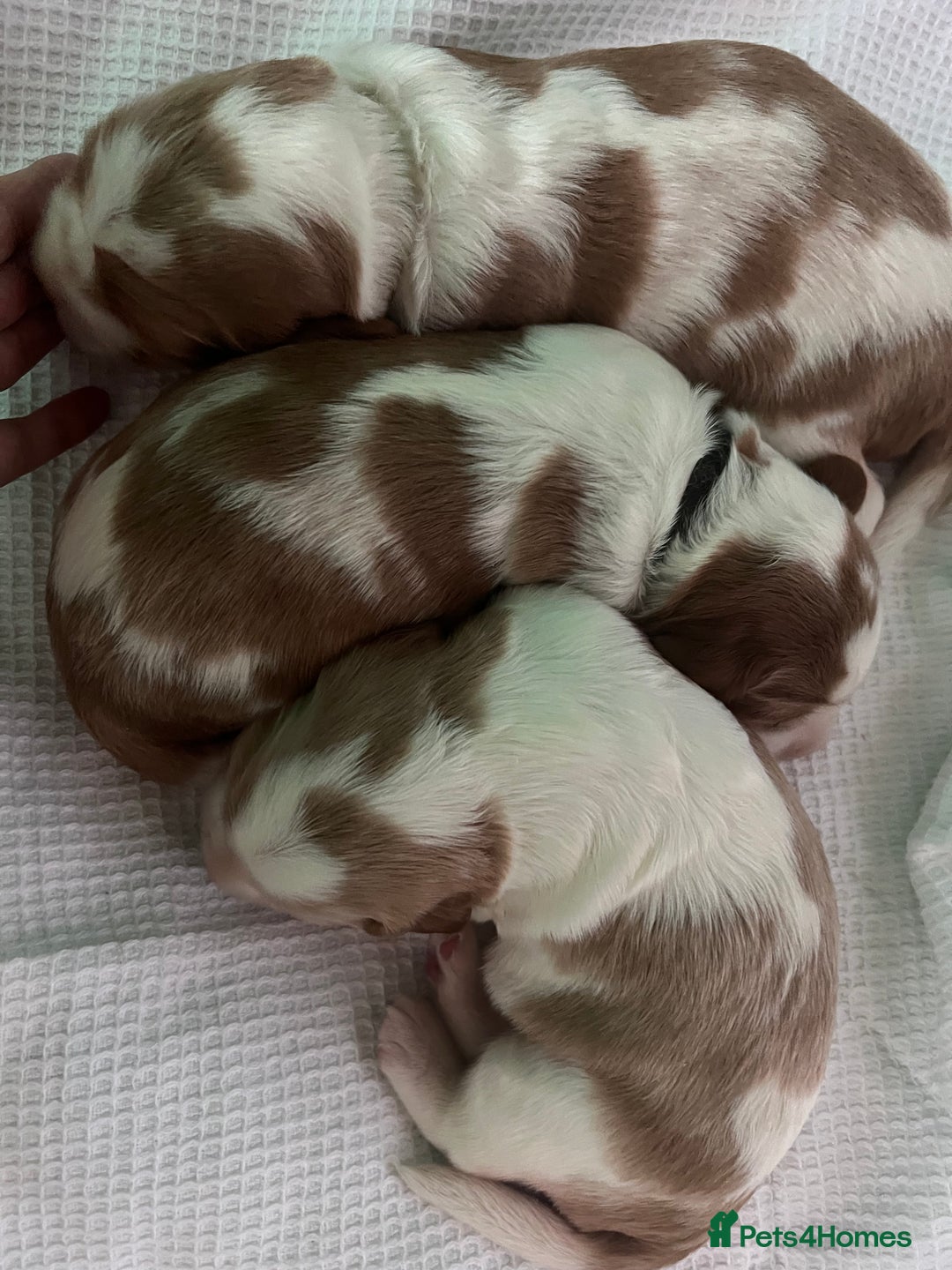 Welsh Springer Spaniel dogs for sale: 3 Girls Fully Health Tested Parents  - Image 11