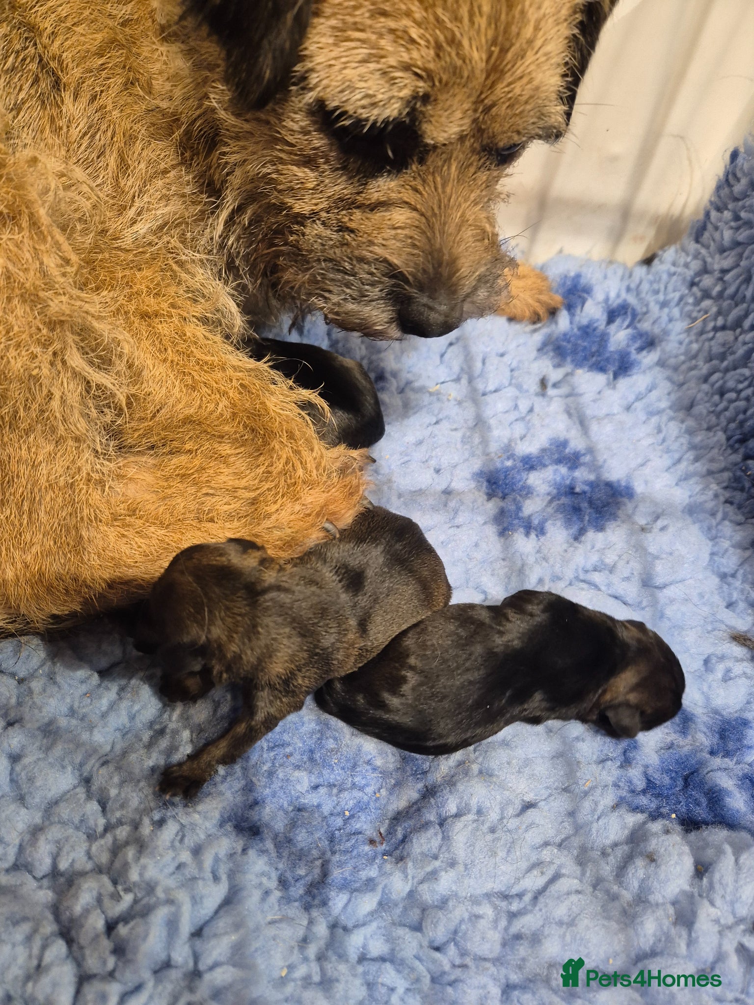 Border Terrier dogs Top show quality KC registered Border Terrier pups - Advert 9