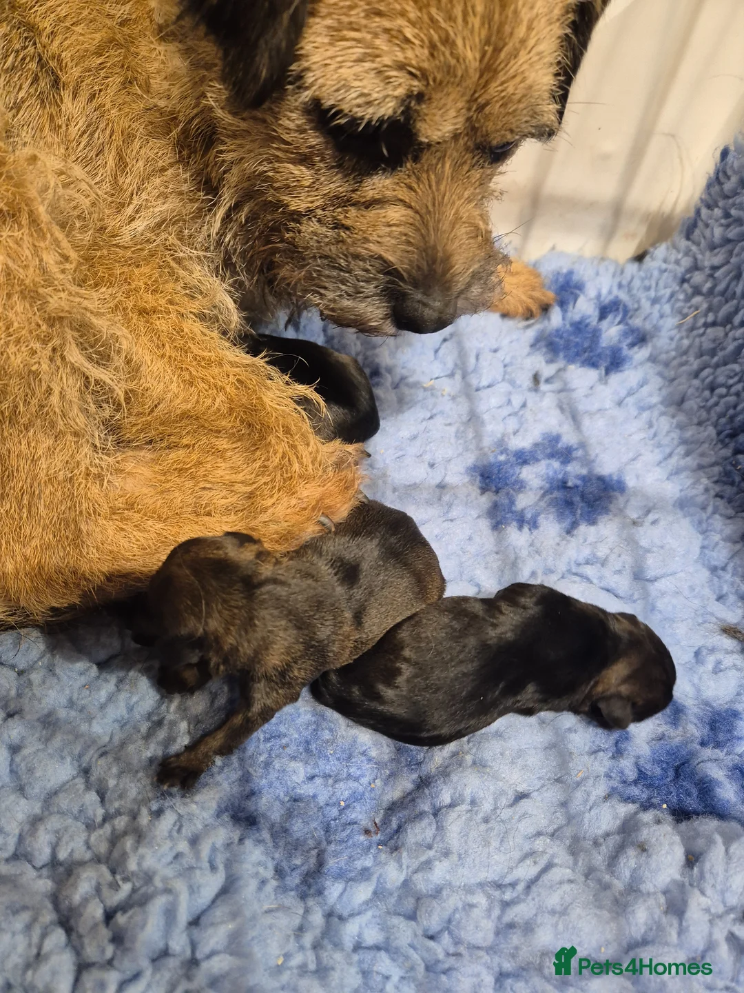 Border Terrier dogs for sale: Top show quality KC registered Border Terrier pups - Advert 1