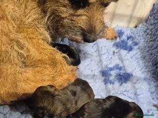 Border Terrier dogs Top show quality KC registered Border Terrier pups - Advert 1