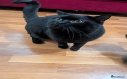 British Shorthair cats for stud: Pure British Short hair black cat for stud - Image 4