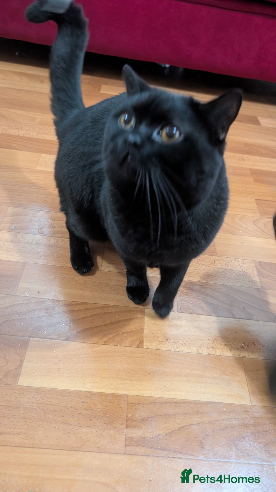 British Shorthair cats for stud: Pure British Short hair black cat for stud - Image 4