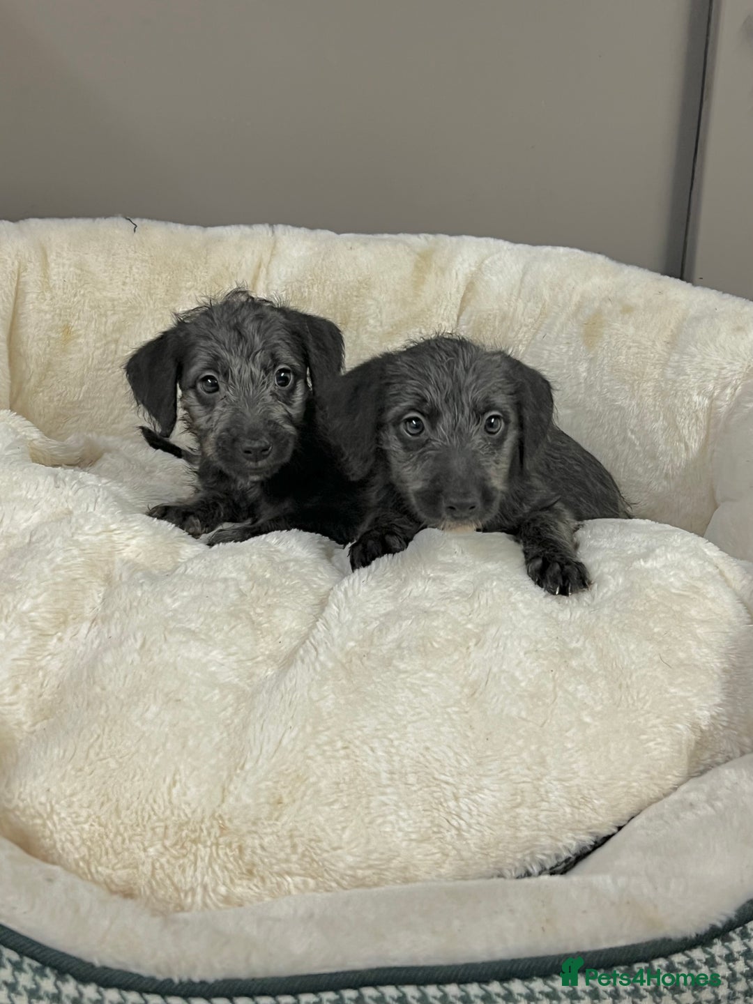 Bedlington Terrier dogs for sale: Fantastic F1 Bedlington x Whippet Puppies - Advert 6