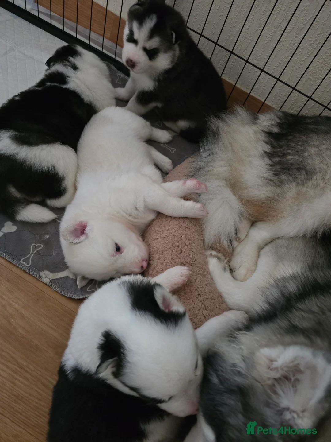Siberian Husky dogs for sale: 2 x FEMALE HUSKY PUPS LEFT. CAN GO AFTER 6/8/2026 - Advert 2