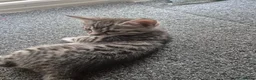 Bengal cats for sale: Bengal Tabby - Advert 9