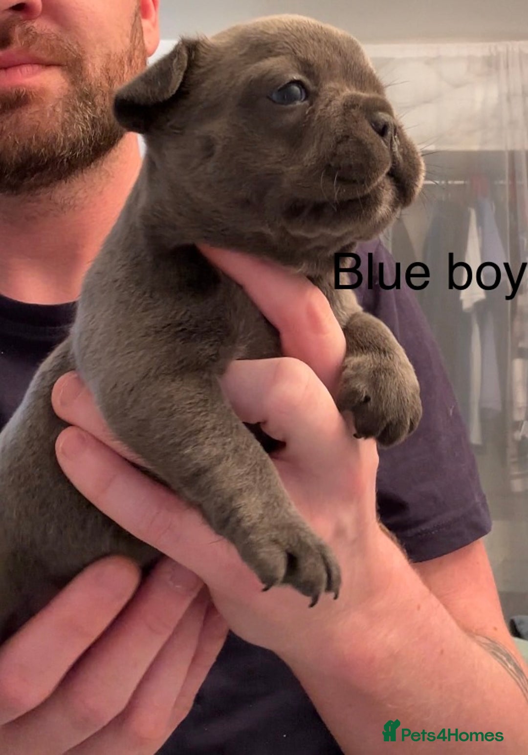 French Bulldog dogs for sale: 4 beautiful blue French bulldogs  - Image 6