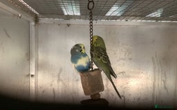 Cockatiels birds for sale: 2025  Cockatiels and Budgies - Image 23