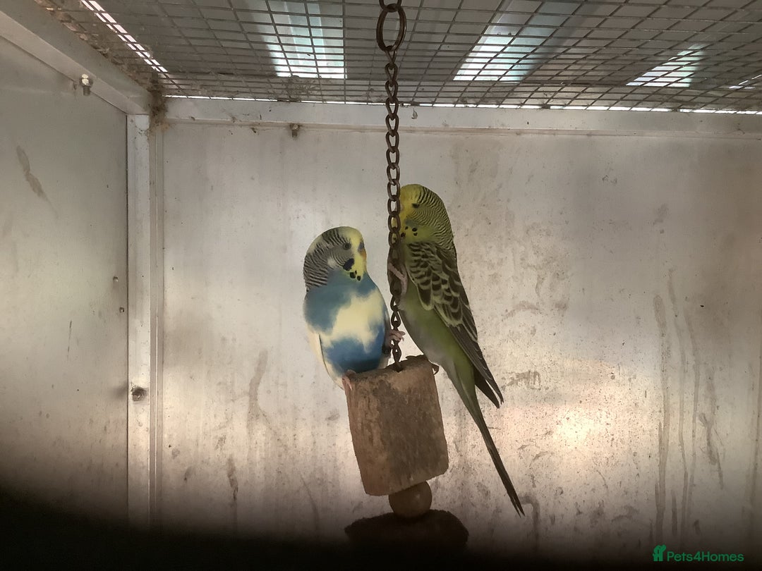 Cockatiels birds for sale: 2025  Cockatiels and Budgies - Image 23