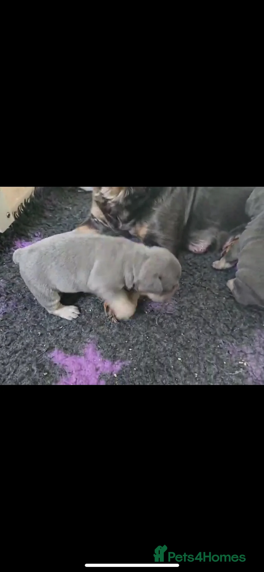 French Bulldog dogs for sale: French bulldog puppys ready now - Advert 2