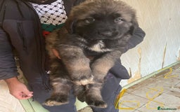 Caucasian Shepherd Dog dogs for sale: Caucasian shepherd puppies titan bloodline  - Image 9