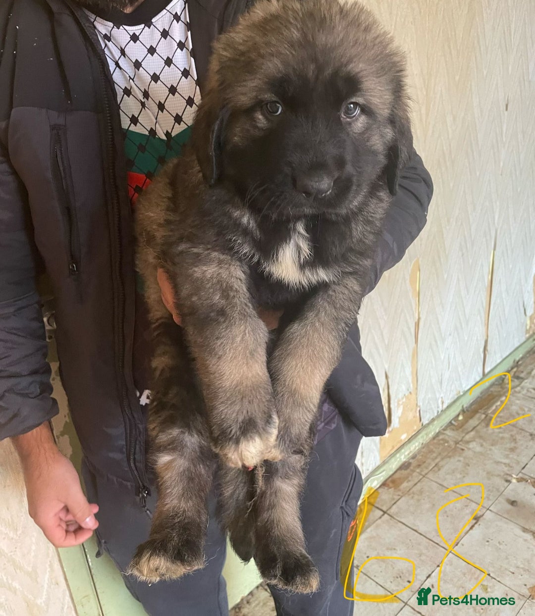 Caucasian Shepherd Dog dogs for sale: Caucasian shepherd puppies titan bloodline  - Image 9