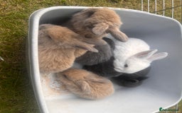 Mini Lion Lop rabbits for sale: Mini lop - Image 36