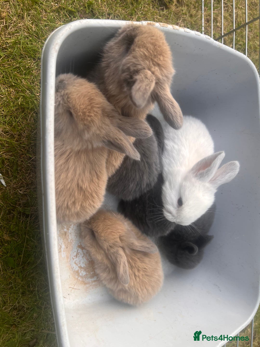 Mini Lion Lop rabbits for sale: Mini lop - Image 36