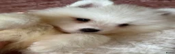 Samoyed dogs for sale: Crufts line + health tested Samoyeds - Advert 23