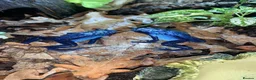 Frog reptiles for sale: Azureus dart frogs in Sidcup - Advert 5
