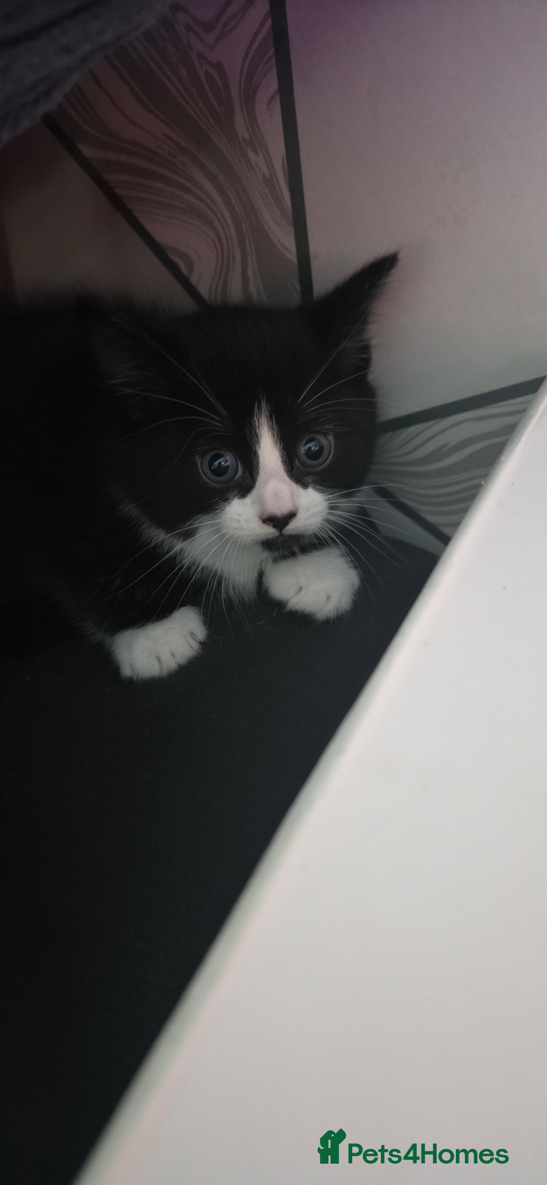 Domestic Shorthair cats 4 beautiful fluffy kittens - Advert 2