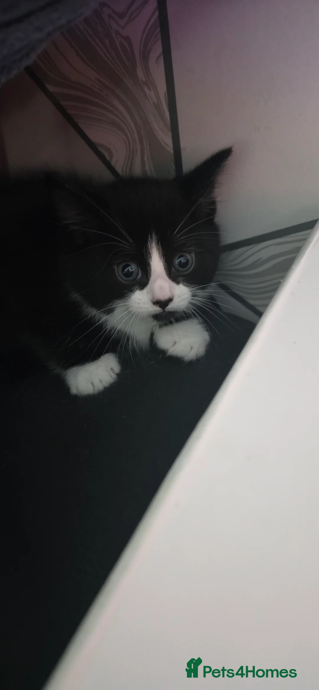 Domestic Shorthair cats for sale: 5 beautiful fluffy kittens in Hamilton - Advert 6