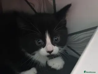 Domestic Shorthair cats 4 beautiful fluffy kittens - Advert 2