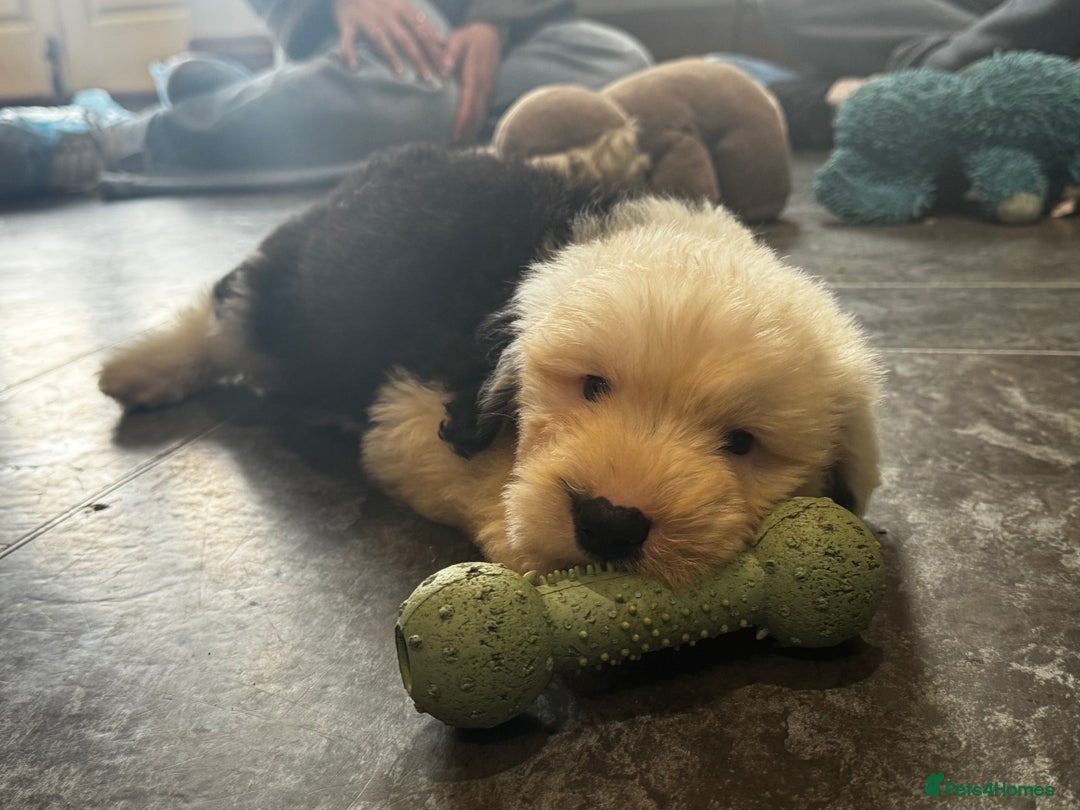 Old English Sheepdog dogs for sale: Extensively health tested KC registered OES  - Advert 11